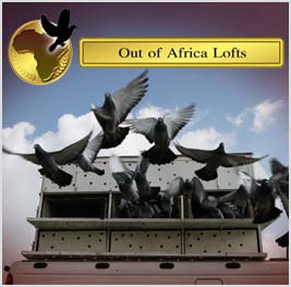 See our OTHER AUCTIONS SECTION. Pigeons for sale from Steven Fouche Lofts. Top performer selling his top bloodlines purchased over the years. Go to our HOME PAGE and scroll down to the bottom for OTHER AUTIONS