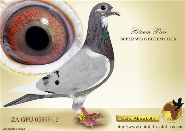Inbred BLOEMPAIR Cock uploaded on Live Auctions