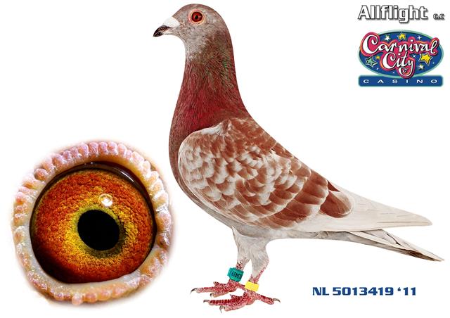Hok M. Reijnen presents some fantastic pigeons on Live Auction! One of the World's top One-Loft Race performers! In conjuction with Allflight Carnival City