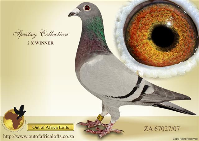 Another 2 x Winner Spritzy/Brahman hen from our Collection.