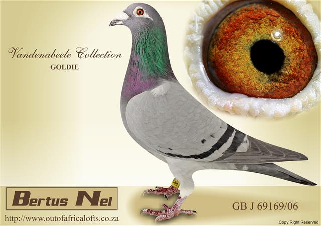 Top GABY VANDENABEELE hen on offer by Bertus Nel
