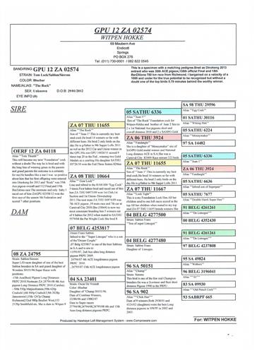 Congratulations to WITPEN HOKKE, 15th BarZAlona 780 km race Dinokeng on 14 September 2013.Pedigree attached. See our LIVE AUCTION for a related hen on offer from ANTONIE VISSER, and another by WITPEN HOKKE