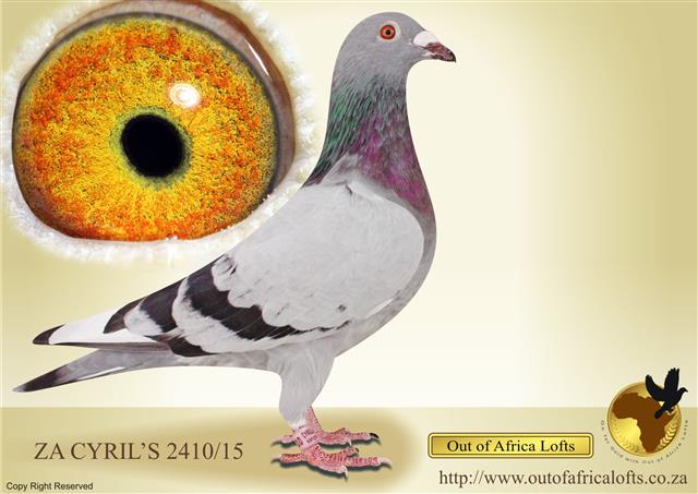 A Direct son to the MONSTER COCK, 4 x Winner, when mated to 5 x Winner & Ace Pigeon Daughter  to GOLDEN CARELLY on offer on FIXED PRICE. 