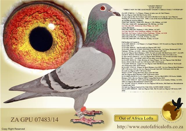 ZA GPU 07483/14 - 2 x Winner. Winner of sales race & Club Winner.6th Ace Pigeon Club Old Bird Series 2016 A super pigeon like his brothers and sisters.Winning at velocities from 1235 - 1468.Son of the best SUPERPAIR ever owned!GOLDEN CARELLY SUPER PAIR! ZA GPU 07483/14 - 2 x Winner. Winner of sales race & Club Winner.6th Ace Pigeon Club Old Bird Series 2016 A super pigeon like his brothers and sisters.Winning at velocities from 1235 - 1468.Son of the best SUPERPAIR ever owned!GOLDEN CARELLY SUPER PAIR!