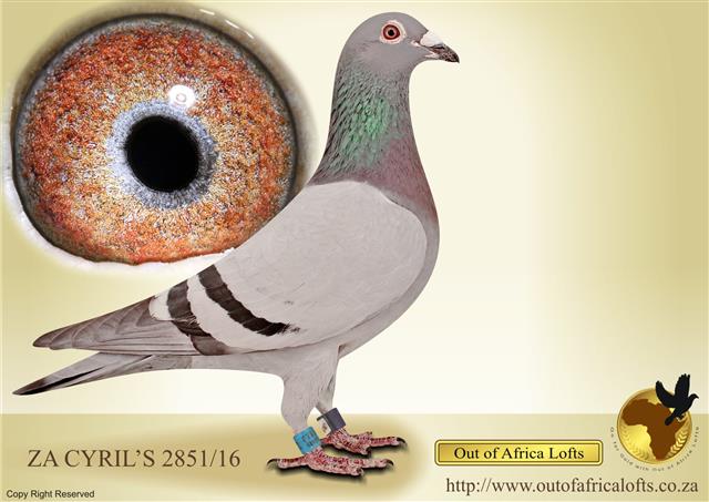 ZA CYRILS 2851/16 -1st Ace Pigeon Long Distance GPU 2018! - Raced by J Faulds, bred by OOA LOFTS