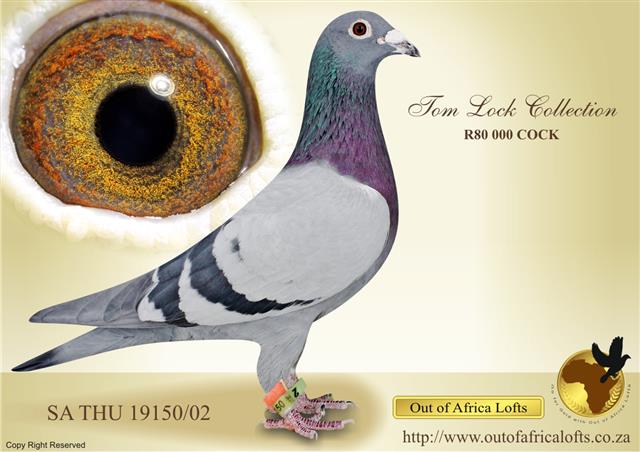 THE R80 000 TOM LOCK, A LEGENDARY BREEDER IN S.A. Sire and grandsire to many Organisational and National Ace pigeons for various fanciers. The impact of the TOM LOCKS in South Africa HIT HOME AGAIN IN 2018 with a SANPO GOLD L/D & SANPO BRONZE S/D ACES!!