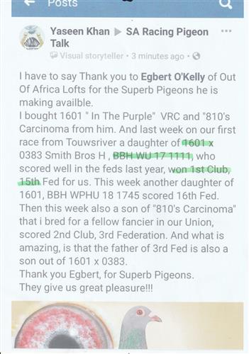 Testimonial from Yaseen Kahn. He purchased two pigeons from us that are breeding him superb winners and racers from our VAN RHYN CLOECK LINES, as well as our SUPERBREEDER 810 LINES. Thank you kindly for your feedback. We welcome feedback! THANK YOU. 