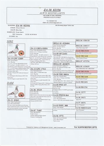 ZA GPU 12089/15 - Son to MONSTER COCK M/D ACE X 17912 SHORT DISTANCE ACE, Dtr to GOLDEN CARELLY, is sire to ZA 82356/18, 2nd Dinokeng Super Turbo Race, the hardest of the season, Trompsburg, 555km,vel 1150, bred and reaced by A Bester.