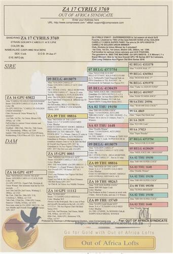 ZA CYRILS 3769/17 - SUPERBREEDER in 1st season at stock for S Fouche.Grandson 0003 MACHINE - 1ST ACE GPU 2017! Linebred to the GOLDEN CARELLY X 08816 SUPER PAIR! His son 