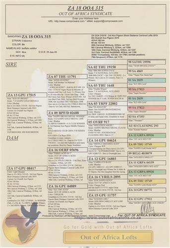ZA OOA 315/18 - 3rd Ace Pigeon Short Distance Carnival Lofts 2019 & 8th Overall Ace Pigeon 2019 Carnival Club 2019. A combination of 10 top ACE PIGEONS IN ONE! SEE LIVE AUCTION FOR FULL BROTHER FOR SALE!!
