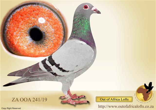 Best of JJJ LOFTS! See outofafricalofts.co.za LIVE AUCTIONS! ZA OOA 241/19 - A SUPER PIGEON!! Niece to ZA 178668/19 JOAN OSBORNE - 1st ACE SAMDPR Grand Averages 2020 Niece to ZA JJJ 89/19 - 3rd ACE & 5th Carnival