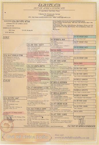 ZA VPU 4716/20 - 3rd Club, 6th VPUnion, Y/B, De Wetsdorp, 312km, vel 1211. SIRE IS VRC, Dam is a 2 x Winner 810 X TOM LOCK. SEE OUR AUGUST AUCTION FOR THE SAME LINEBRED LINES. 