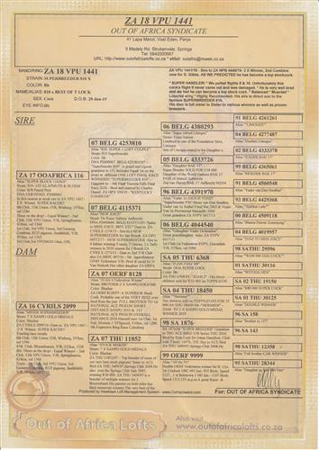 ZA VPU 1441/18 - Sire to ZA NPN 4440/19- 2 X Winner, 2nd Combine now for S. Gibbs- 810 x TOM LOCK- SEE PEDIGREE