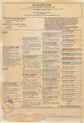 Sold on Whatsup Auction. ZA VPU 4364/20 - 1st Club, 1st NRHU, 7th Truck WCPTA B-West Sprint, 415km, vel 1325. Raced by M. Coetzee.- T LOCK X GOLDEN CARELLY LINE! See our auction for same bloodlines. -PEDIGREE ATTACHED