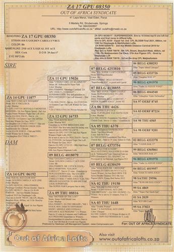 Baie geluk aan Flip en Ruan van Dieplaagte en Sterkfontein Hokke met julle 2e CPL BLOEM, 4 duiwe “ on the drop!!”- The sire was purchased from us. 810/VRC X CARELLY/08816.- SEE ATTACHED PEDIGREE OF SIRE 